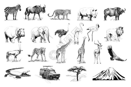普氏原羚一组许多非洲动物和汽车树木山地手画图原插画