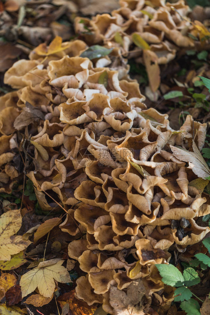 瑞士秋季抽象野生蘑菇宏观图片