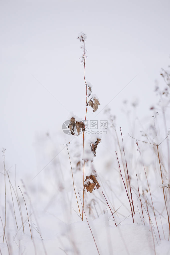 雪后湖边的干草抽象的图片