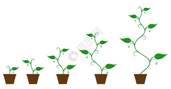 一组绿色图标的矢量插图在白色背景上隔离的花盆中的植物生长阶段植树过程经营背景图片