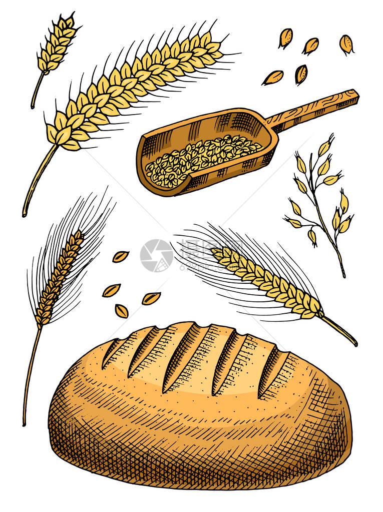 一套用于制作面包和面粉的小麦黑麦小穗和玉米种子自然束谷物全谷物和有机农夫燕麦产品手绘收获菜单复古图片