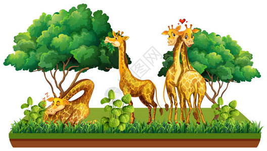 自然插图中的长颈鹿群图片