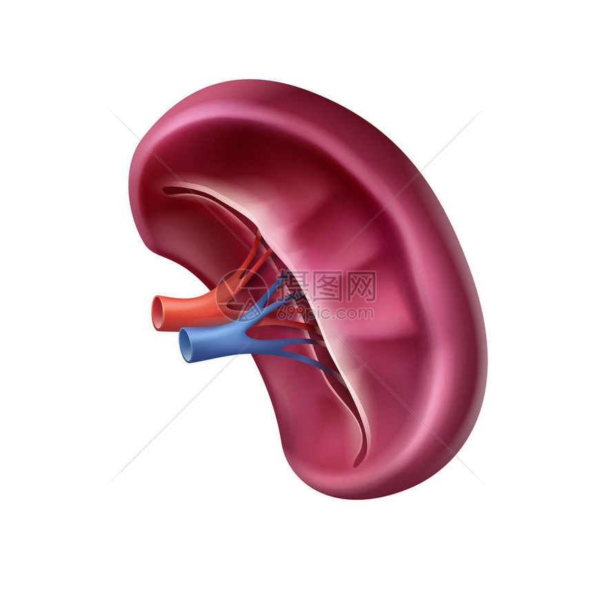 矢量现实健康的人类脾脏关闭白色背景上图片