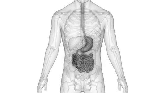 人体消化系统解剖学小不耐丁图片