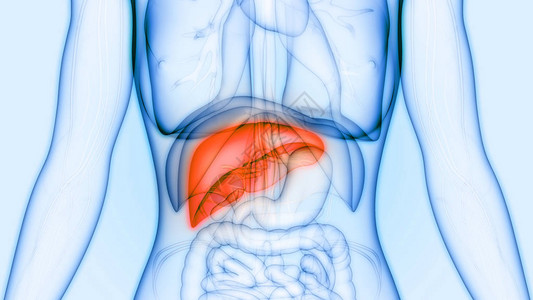 人体器官解剖学肝脏图片