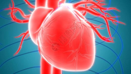 人体器官心脏解剖图片