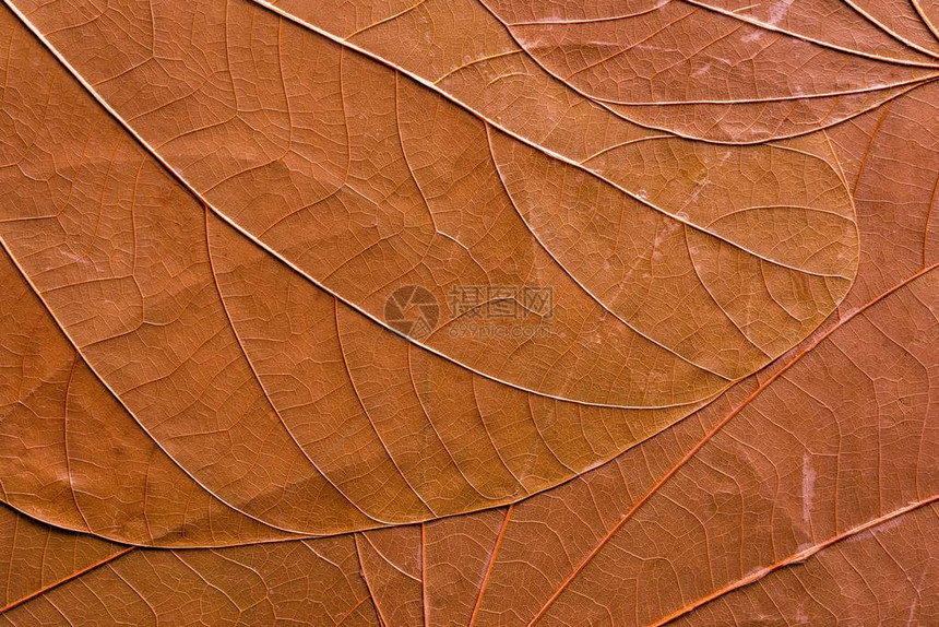 背景或壁纸的秋天荣耀颜色特写镜头的叶子的抽象有机纹理图片