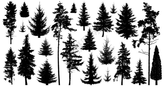 松树的剪影孤立在白色背景上的一组森林树木采集针叶常绿林木圣诞树背景图片