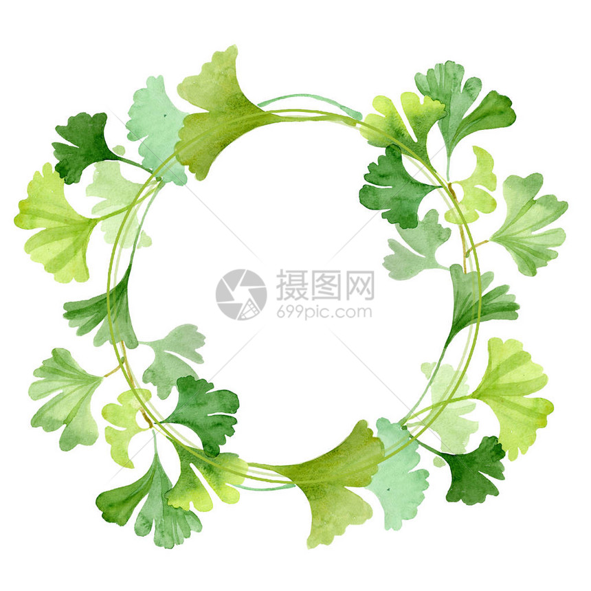 银杏叶绿植物园花卉叶子水彩背景插图集水彩画时尚水彩画孤立框架图片