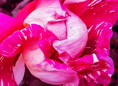 玫瑰花瓣抽象的浪漫图片