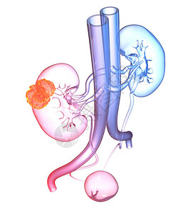 有肾脏肾上腺动脉血管尿管和膀胱的妇背景图片