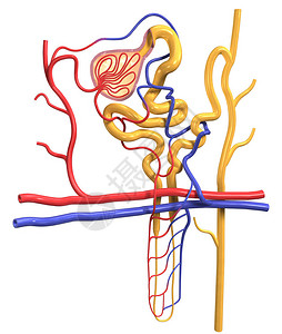 肾脏中的肾单位结构图片
