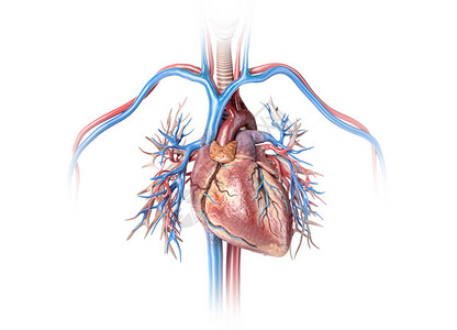 人类的心脏与血管和支气管树密闭孤立图片