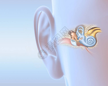 具有中耳中耳炎耳道鼓膜耳道和耳蜗神经的人耳图片
