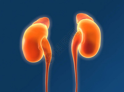 这个医学上的3D插图显示人类肾脏有背景图片
