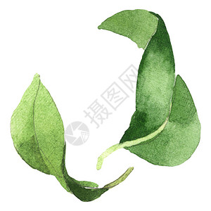 白上孤立的骆驼绿叶水彩背景插图元背景图片