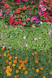五颜六色的花抽象背景图片