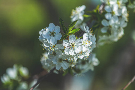与白色樱花的春天背景艺术美丽的自然景观与盛开的树和太阳耀斑抽象的模糊图片