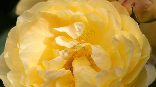 黄色玫瑰的紧贴无焦点的模糊黄色玫瑰花瓣抽象浪漫背景图片
