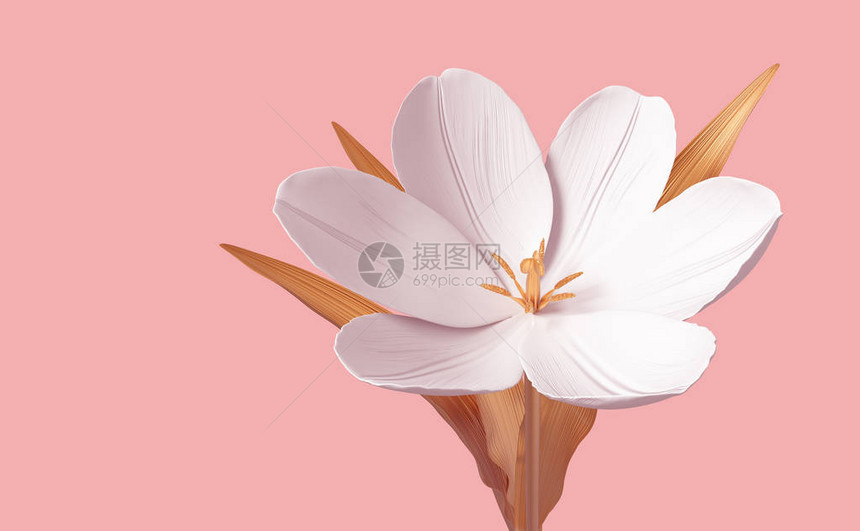 粉红色背景上的概念花郁金香3D插图图片