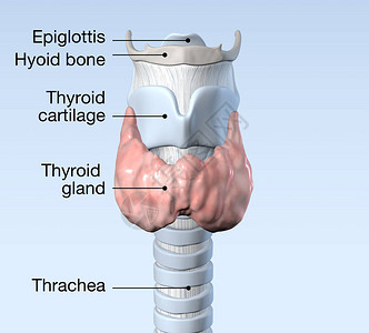 甲状腺有气管甲状腺软骨胸图片