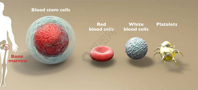 造血干细胞是一种未成熟的细胞插画