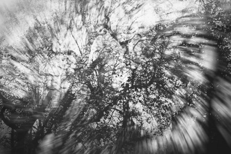 秋季黑白的迷雾森林抽象背景运动模糊了创意形象图片