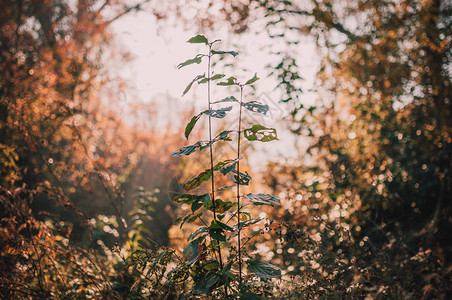黄橡木特写的美丽秋叶秋天风景背与金橡木的秋天抽象背景秋季自然图片