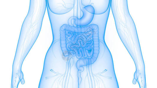 3D人体内部器官消化图片