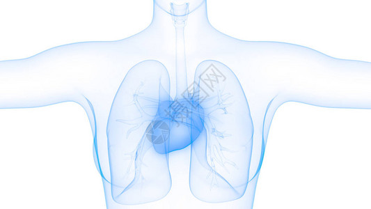 呼气人体呼吸系统肺设计图片