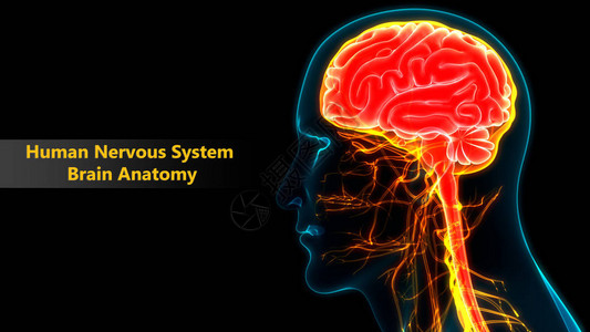 枕叶人类神经系统中央设计图片