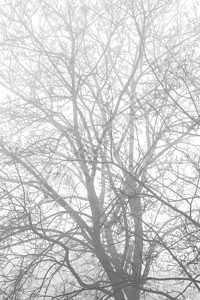 雾中光秃的树枝抽象背景图片