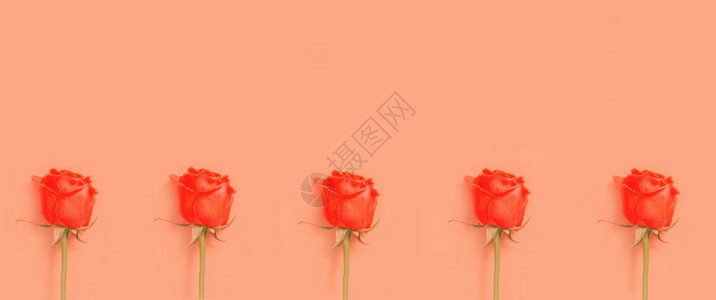 魅力上海展板一排美丽的玫瑰花蕾在柔和的背景上海报季节卡片网页设计的最小风格背景复制空插画