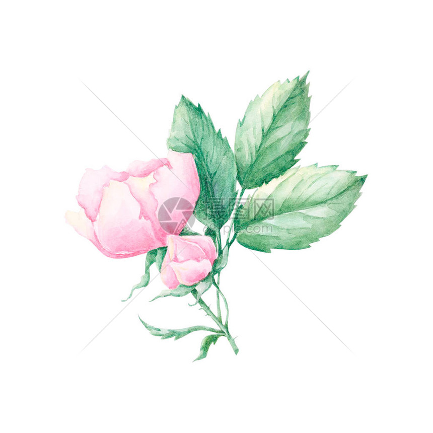 在白色背景下分离的玫瑰果花水彩画手绘插图粉红色的野蔷薇花与绿叶春天图片
