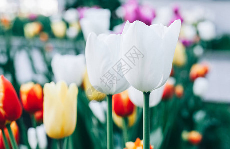 美丽的白花郁金香特写抽象背景花卉背图片