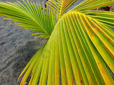 黑色火山沙滩上棕榈树叶的特写抽象照片图片