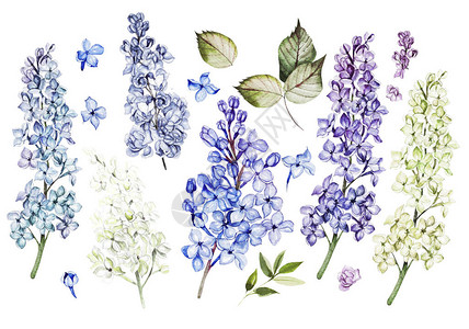 用淡紫色的花朵和叶子设置的水彩画插图图片