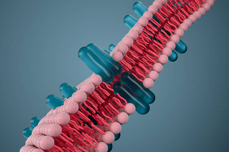 原生质细胞膜和生物学生物概念3D成像计设计图片