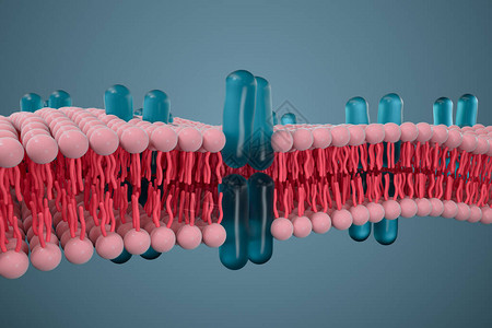 原生质细胞膜和生物学生物概念3D成像计设计图片