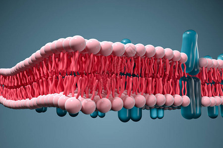 引理细胞膜和生物学生物概念3D成像计设计图片