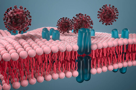 原生质细胞膜和冠状医学概念3D成像设计图片