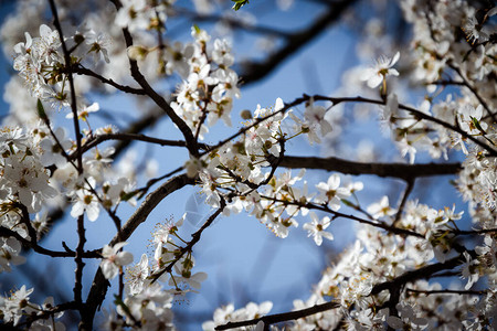 樱花树在春天绽放出美丽的色彩树枝上柔软温柔图片