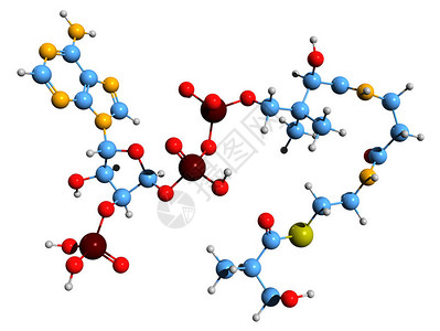 代谢物3羟基异丁酰辅酶A骨架式的3D图像白色背景下缬氨酸代谢中间体的设计图片