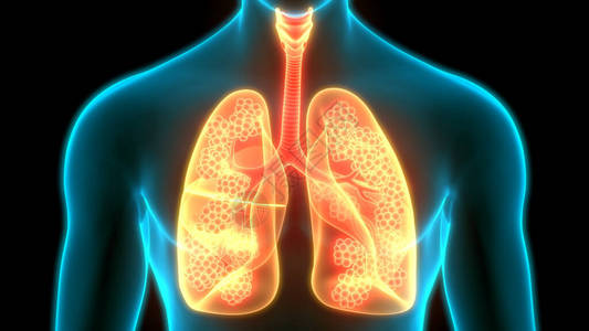 人体呼吸系统图片