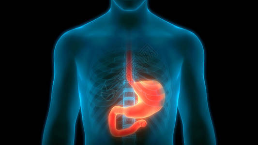 胃镜人体消化系统胃解剖学3D设计图片