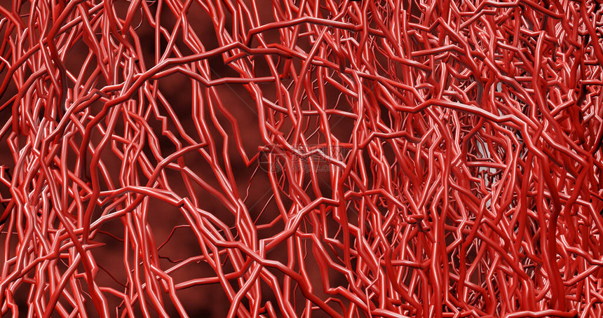 许多小毛细血管从大血管中分支出来图片