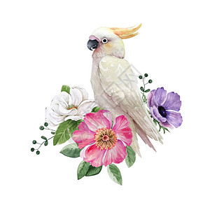 一束花朵中的白鹦鹉鸟白色背景的背景图片