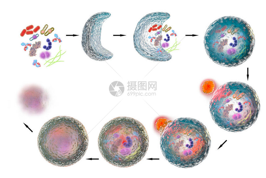 细胞自闭式脑功能发律机制图片