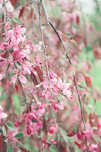 美丽的抽象粉红色樱花背景图片