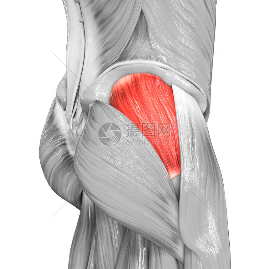 人体肌肉系统腿肌肉骨浆结晶体美杜斯肌肉解图片
